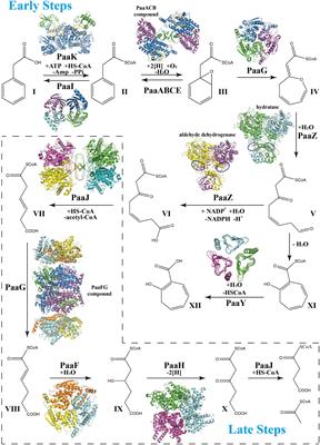 Progress in structural and functional study of the bacterial phenylacetic acid catabolic pathway, its role in pathogenicity and antibiotic resistance